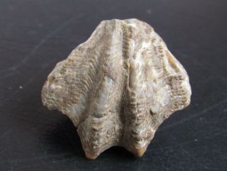 And Very Rare Devonian Brachiopod.  Hexarhytis.  Nºbr02