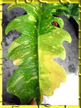 Philodendron " Xanadu Variegated Leaf " Tropical Succulent Plant,  Philo Rare@