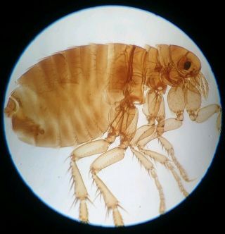 Fine Antique Microscope Slide " Male Flea " By J.  Jhunter