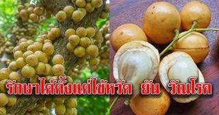 10 Seeds Burmese Grape,  Baccaurea Ramiflora Ancient Thai Herb Rare.