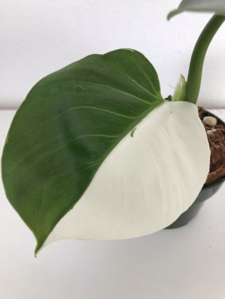 Philodendron White Wizard Potted Plant Rare Aroid Monstera