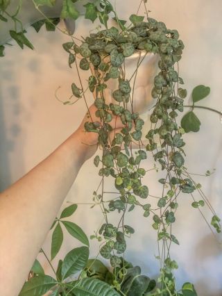 Ceropegia Woodii (string Of Hearts) Plant 3 Cuttings Rare Rosary Vine