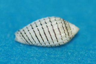 Mitra Pterygia Fenestrata 21.  8mm Kwajalein Atoll - Rare Miter Shell