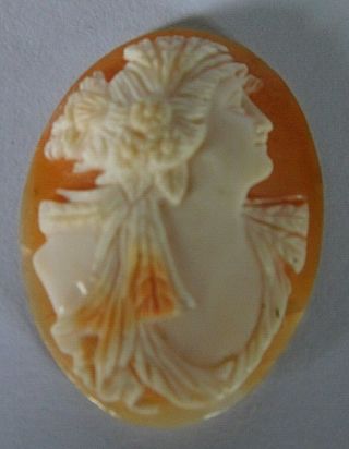 B) Antique Carved Shell Cameo Plaque For Brooch / Pin,  3 X 2.  4 Cm