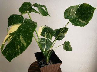Highly Variegated Thai Monstera Deliciosa Philodendron Rare Aroid Plant