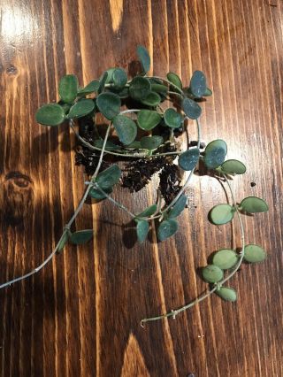 Rare Hoya Serpens Ready To Bloom