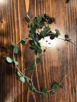 Rare Hoya Serpens ready to bloom 3