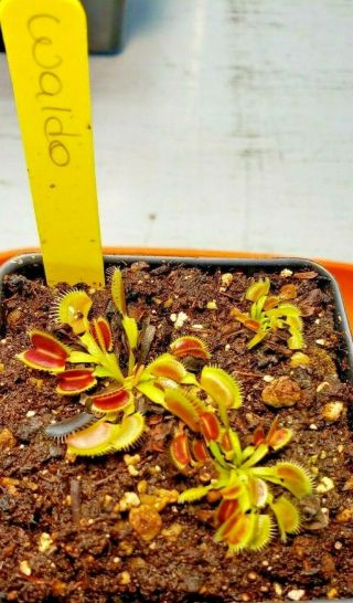 Rare Carnivorous Venus Flytrap Plant " Waldo "