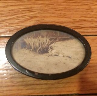 Vintage Dollhouse Miniature Oval Framed Print - Cat By Bushes