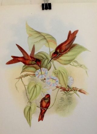 Fine Art Lithograph: Antique Book Plate Iris Hummingbirds By Gould 9x12