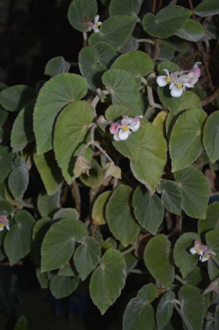 Begonia Tomentosa 20,  Seeds - Rare Begonia Species