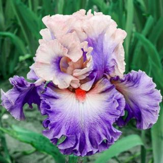 2 Iris Bulbs Perennial Rare Bonsai Flowers Beautying Home Garden Exquisite Gifts