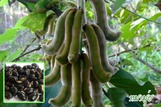 15 Seed Mucuna Pruiens Seed Rare Valvat Bean Purple Jade Vine Cowitch Herb
