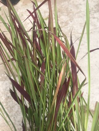 Live Plant - Japanese Blood Grass Growing In 1 - Gallon Pots Rare Easy To Grow