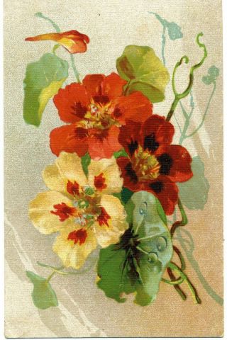 1920s Catherine Klein? Nasturtium Flowers Very Rare Russian Postcard