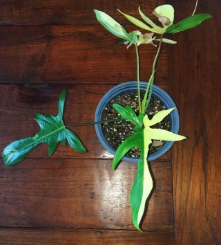 Philodendron Squamiferum Variegata,  Rare Aroid Florida Beauty Alba Variegated