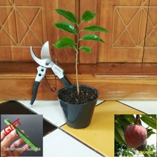 1 Plant Extreme Rare Red Annona Squamosa Live Fruit Tree,  Gift