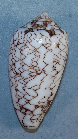 Conus Textile Verricula 44.  80mm Rare Specimen Tulear,  Madagascar