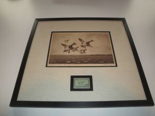 1937 Federal Duck Stamp Framed Print And Stamp Very Rare