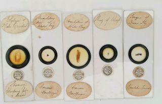 Very Fine Set Of 5 Antique Entomological Microscope Slides By Darlaston