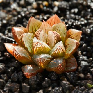 5cm Embers Succulent Live Plant Haworthia Obtusa Cooperi Baker Home Garden Rare