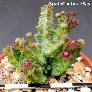 Pseudolithos Mccoyi Big Size On Own Roots Rare Succulent Plant 13/10