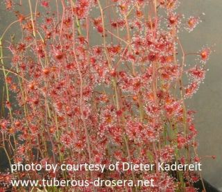 Drosera Gigantea (adult Tuber) - Very Rare Carnivorous Plant,  Tuberous Sundew