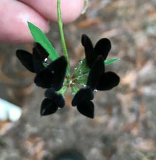 Black Lotus Plant Large Specimen Flowering Rare Flower Annual Perennial