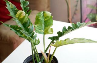 Philodendron Ring Of Fire Rare Variegated Tropical Aroid