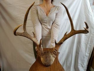 Hybrid??? Mule Deer Whitetail Buck Cross Antler Horn Mount Rare Taxidermy
