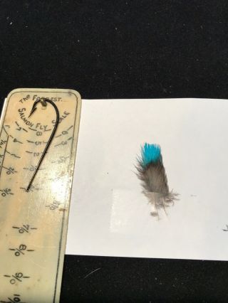 Cotinga Amabilis Feathers Salmon Fly Tying Flies Rare