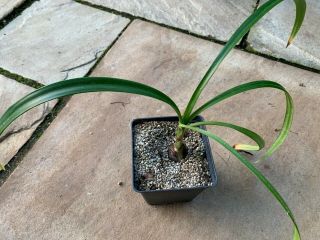 Hippeastrum Glaucescens - Rare Amaryllis Species Bulb