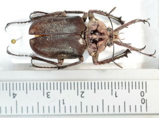Chiasognathus Sp.  Very Rare A2 Mounting Board Lucanidae Coleoptera