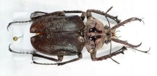 Chiasognathus sp.  VERY RARE A2 Mounting board Lucanidae Coleoptera 2