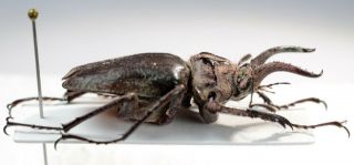 Chiasognathus sp.  VERY RARE A2 Mounting board Lucanidae Coleoptera 3