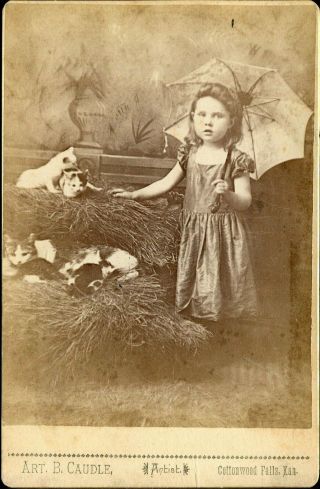 Antique Photographs On Card Of Toddler Holding Umbrella W/cat & Four Kittens
