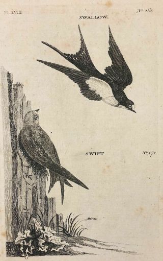 1776 Antique Bird Print Swallow And Swift,  London Engraving
