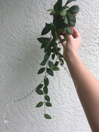 Hoya Bilabota - Rare Houseplant - Long Tendrils
