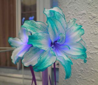 Bonsai Amaryllis Bulbs Perennial Rare Flower Blue Green Lace Home Indoor Plants