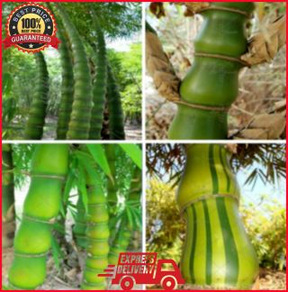 200 Rare Buddha Belly Bamboo Seeds Perennial Ornamental Plant - Fast