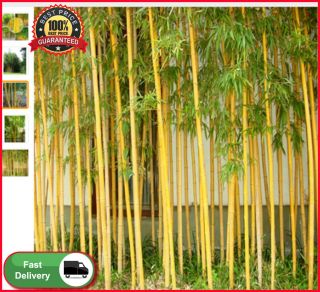 200 Rare Yellow Bamboo Seeds Privacy Plant Garden Clumping Exotic Fast