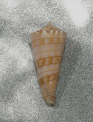 Seashell/conus Kimioi 18mm.  Rare.