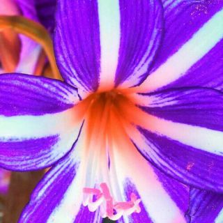 Purple Amaryllis Bulbs Hippeastrum Barbados Lily Flower Rare Perennial Bonsai 2