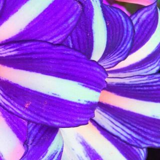 Purple Amaryllis Bulbs Hippeastrum Barbados Lily Flower Rare Perennial Bonsai 3