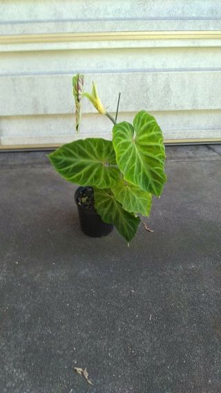 Rare Philodendron Verrucosum Plant.  Collector Rare Offer 10 Plants For Garid