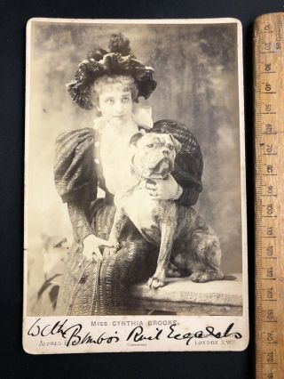 U Antique Victorian 1800s Signed A Ellis Bull Terrier Dog B&w Photo Cabinet Card