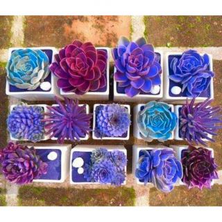 200pc Mixed Rare Beauty Succulent Easy To Grow Potted Garden Flower Seeds Fg