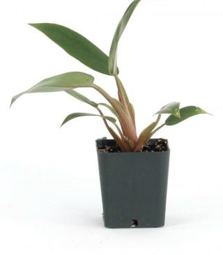Philodendron Pin Cushion Rare Mini Aroid Terrarium Healthy