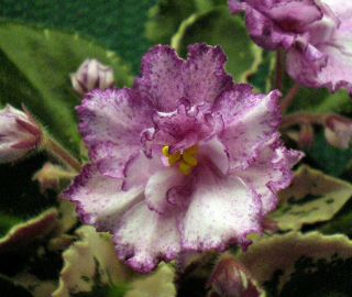 African Violet Leaves My Friend Ruth Very Rare