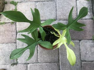 Rare Philodendron Florida Ghost